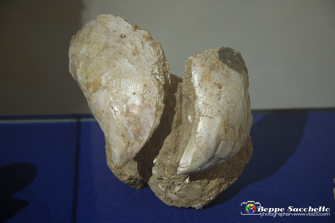 VBS_9147 - Museo Paleontologico - Asti.jpg